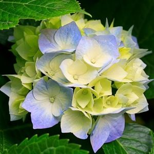 Meet your Posher, Lee